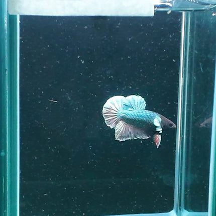 1BT22 - [ARRIVED 27 - MAY - 2026] Halfmoon Plakat Elephant Ear Betta Male - Nano Tanks Australia