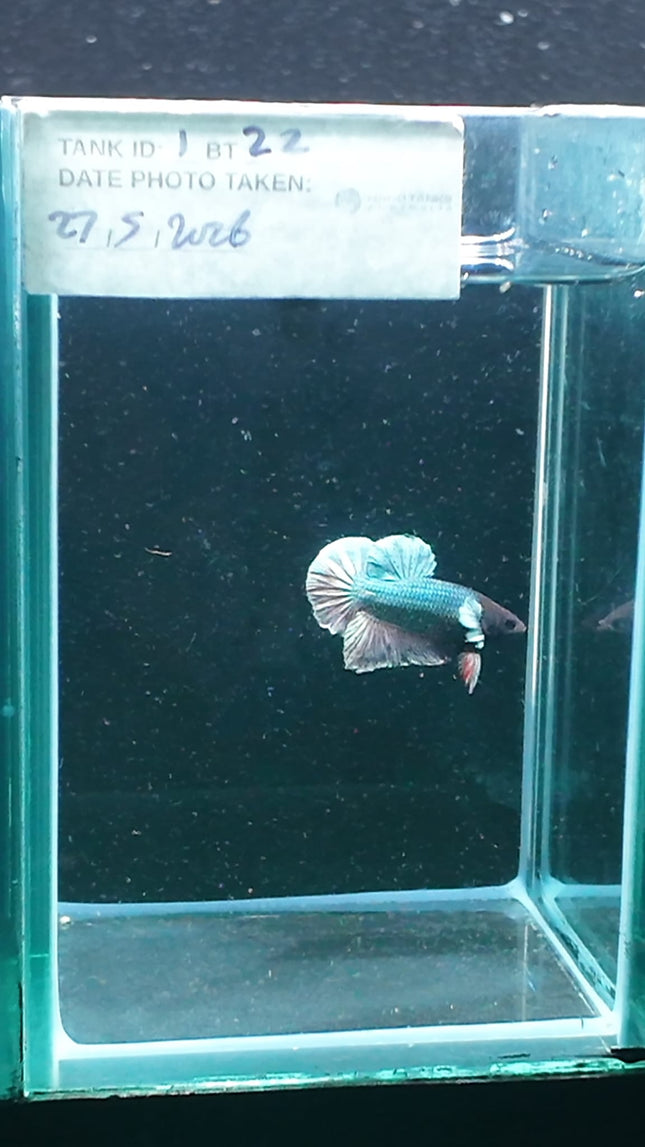 1BT22 - [ARRIVED 27 - MAY - 2026] Halfmoon Plakat Elephant Ear Betta Male - Nano Tanks Australia
