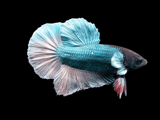 1BT22 - [ARRIVED 27-MAY-2026] Halfmoon Plakat Elephant Ear Betta Male - Nano Tanks Australia