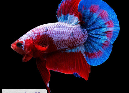 1BT22 - Halfmoon Plakat Betta Male - Nano Tanks Australia