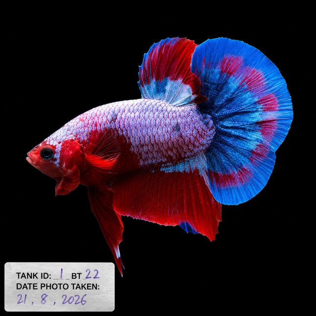 1BT22 - Halfmoon Plakat Betta Male - Nano Tanks Australia