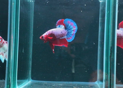 1BT22 - Halfmoon Plakat Betta Male - Nano Tanks Australia