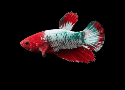 1BT22 - Red White Turquoise Halfmoon Plakat Male Betta - Nano Tanks Australia