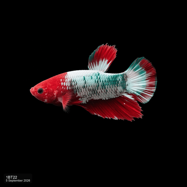 1BT22 - Red White Turquoise Halfmoon Plakat Male Betta - Nano Tanks Australia