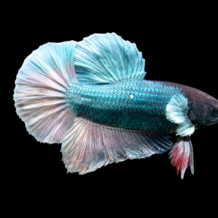 1BT22 - [ARRIVED 27-MAY-2026] Halfmoon Plakat Elephant Ear Betta Male