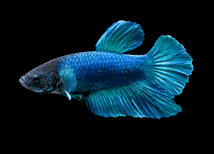 1BT23 - [ARRIVED 27-MAY-2026] Halfmoon Plakat Elephant Ear Betta Male - Nano Tanks Australia