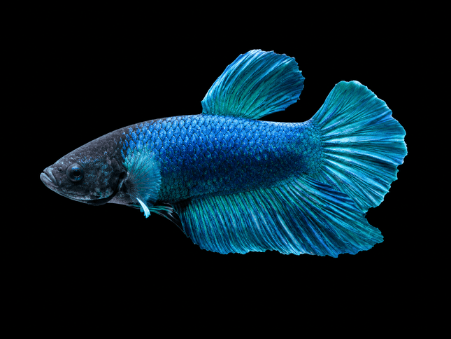 1BT23 - [ARRIVED 27-MAY-2026] Halfmoon Plakat Elephant Ear Betta Male - Nano Tanks Australia