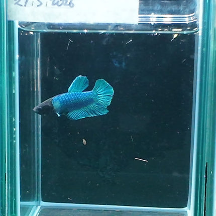 1BT23 - [ARRIVED 27 - MAY - 2026] Halfmoon Plakat Elephant Ear Betta Male - Nano Tanks Australia