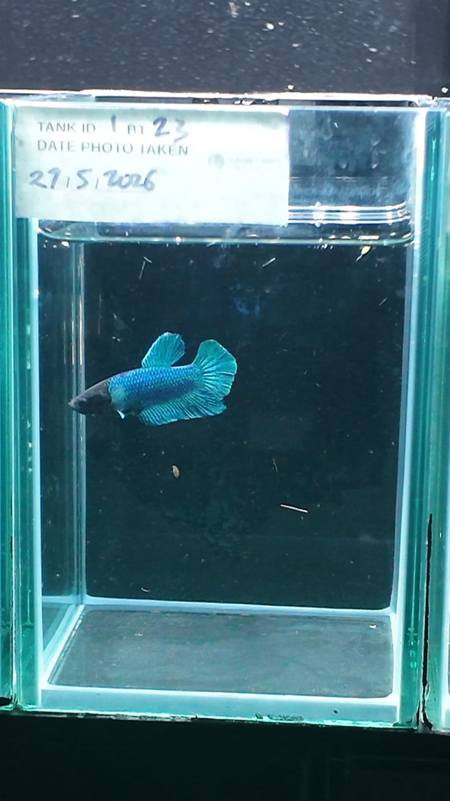 1BT23 - [ARRIVED 27 - MAY - 2026] Halfmoon Plakat Elephant Ear Betta Male - Nano Tanks Australia
