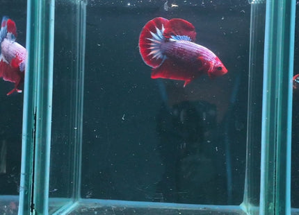 1BT23 - Halfmoon Plakat Male Betta - Nano Tanks Australia