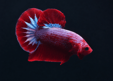 1BT23 - Halfmoon Plakat Male Betta - Nano Tanks Australia