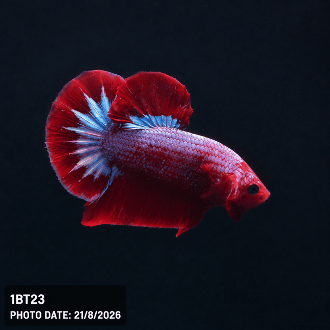 1BT23 - Halfmoon Plakat Male Betta - Nano Tanks Australia