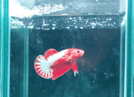 1BT23 - Red White Koi Halfmoon Plakat Male Betta - Nano Tanks Australia