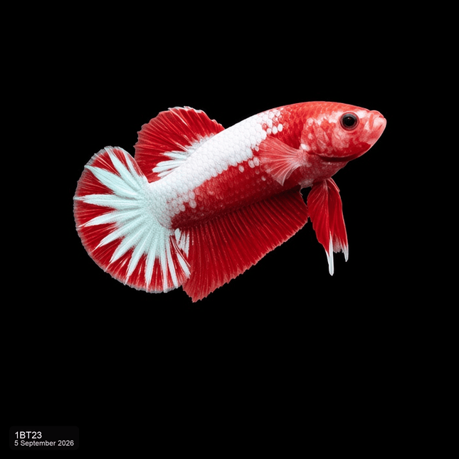 1BT23 - Red White Koi Halfmoon Plakat Male Betta - Nano Tanks Australia