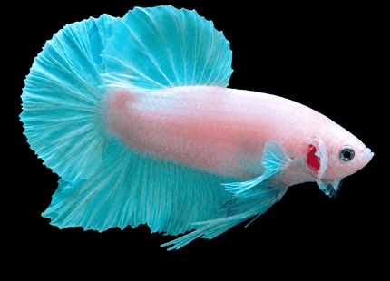 1BT24 - [ARRIVED 1-JUL-2026] Halfmoon Plakat Elephant Ear Betta Male - Nano Tanks Australia
