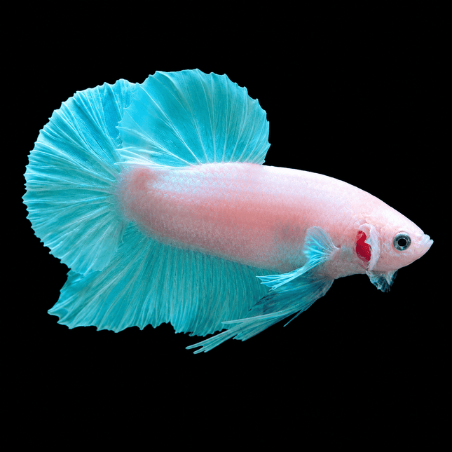 1BT24 - [ARRIVED 1-JUL-2026] Halfmoon Plakat Elephant Ear Betta Male - Nano Tanks Australia