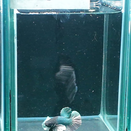 1BT24 - [ARRIVED 27 - MAY - 2026] Halfmoon Plakat Elephant Ear Betta Male - Nano Tanks Australia