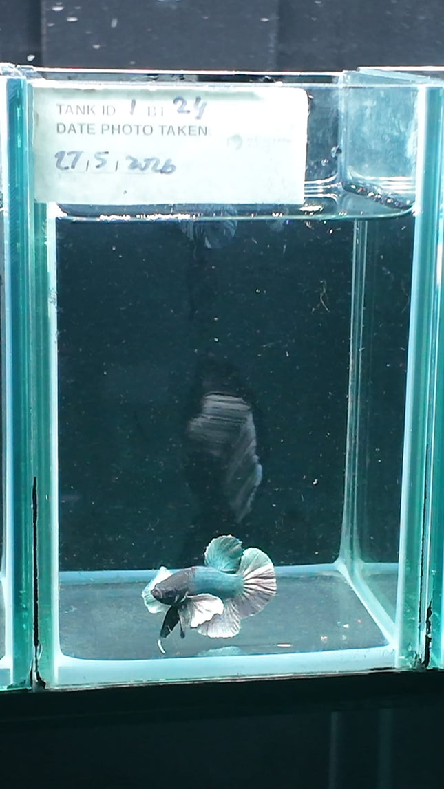 1BT24 - [ARRIVED 27 - MAY - 2026] Halfmoon Plakat Elephant Ear Betta Male - Nano Tanks Australia