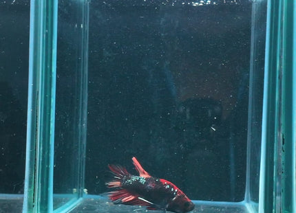 1BT24 - Halfmoon Plakat Male Betta - Nano Tanks Australia