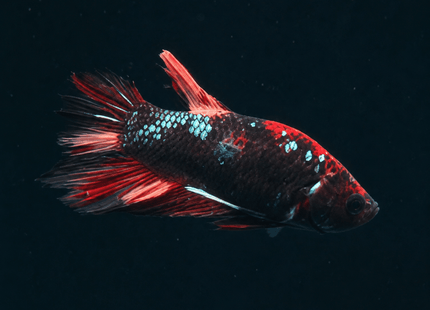 1BT24 - Halfmoon Plakat Male Betta - Nano Tanks Australia