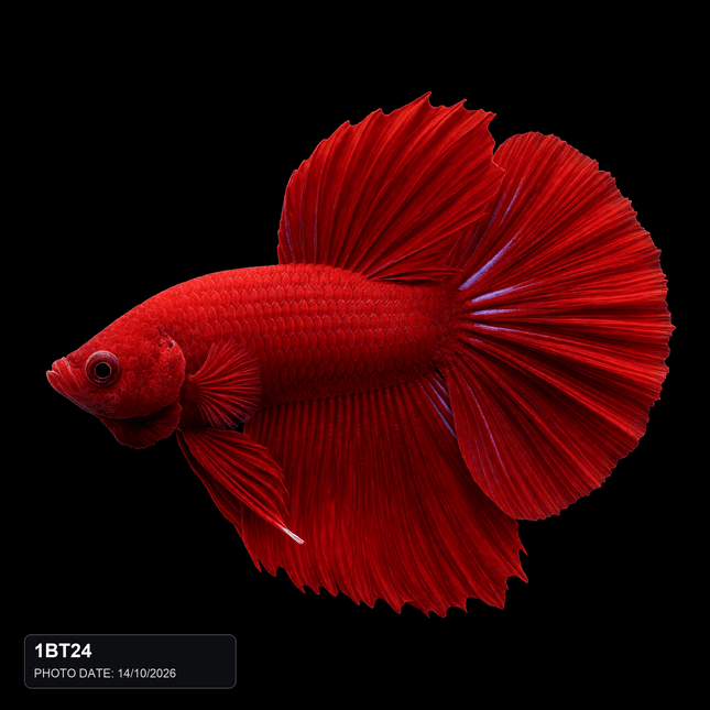 1BT24 - Solid Red Halfmoon Plakat Male - Nano Tanks Australia
