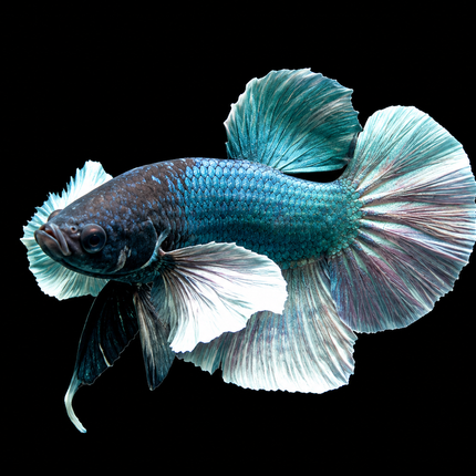 1BT24 - [ARRIVED 27-MAY-2026] Halfmoon Plakat Elephant Ear Betta Male