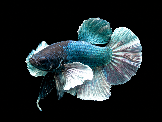 1BT24 - [ARRIVED 27-MAY-2026] Halfmoon Plakat Elephant Ear Betta Male