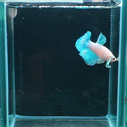 1BT25 - [ARRIVED 27 - MAY - 2026] Halfmoon Plakat Elephant Ear Betta Male - Nano Tanks Australia