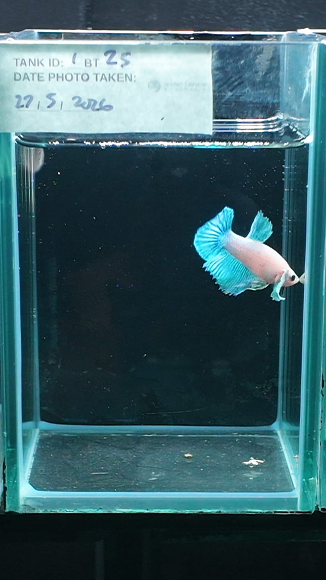 1BT25 - [ARRIVED 27 - MAY - 2026] Halfmoon Plakat Elephant Ear Betta Male - Nano Tanks Australia