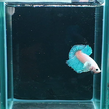 1BT25 - [ARRIVED 27 - MAY - 2026] Halfmoon Plakat Elephant Ear Betta Male - Nano Tanks Australia