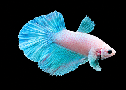 1BT25 - [ARRIVED 27-MAY-2026] Halfmoon Plakat Elephant Ear Betta Male - Nano Tanks Australia