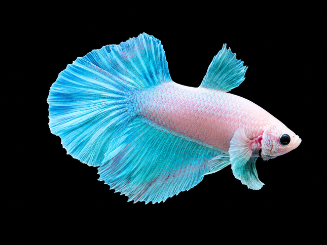 1BT25 - [ARRIVED 27-MAY-2026] Halfmoon Plakat Elephant Ear Betta Male - Nano Tanks Australia