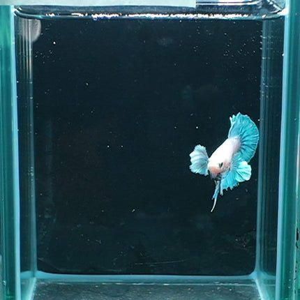 1BT25 - [ARRIVED 27 - MAY - 2026] Halfmoon Plakat Elephant Ear Betta Male - Nano Tanks Australia