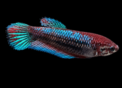 1BT25 - Halfmoon Betta Female - Nano Tanks Australia