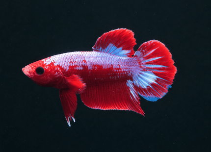 1BT25 - Halfmoon Plakat Male Betta - Nano Tanks Australia