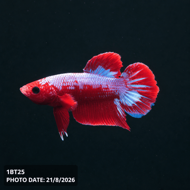 1BT25 - Halfmoon Plakat Male Betta - Nano Tanks Australia