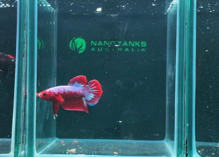 1BT25 - Halfmoon Plakat Male Betta - Nano Tanks Australia