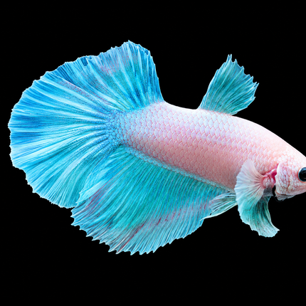 1BT25 - [ARRIVED 27-MAY-2026] Halfmoon Plakat Elephant Ear Betta Male