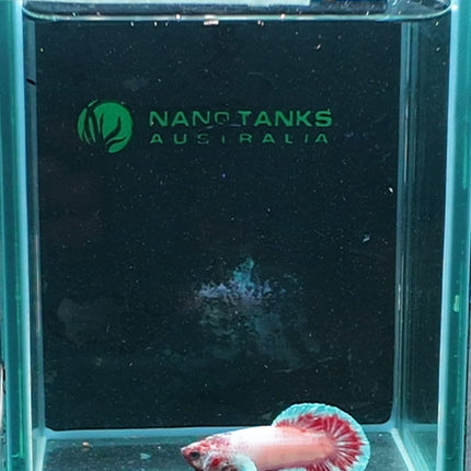 1BT26 - [ARRIVED 27 - MAY - 2026] Halfmoon Plakat Elephant Ear Betta Male - Nano Tanks Australia