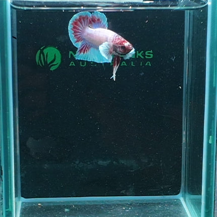 1BT26 - [ARRIVED 27 - MAY - 2026] Halfmoon Plakat Elephant Ear Betta Male - Nano Tanks Australia