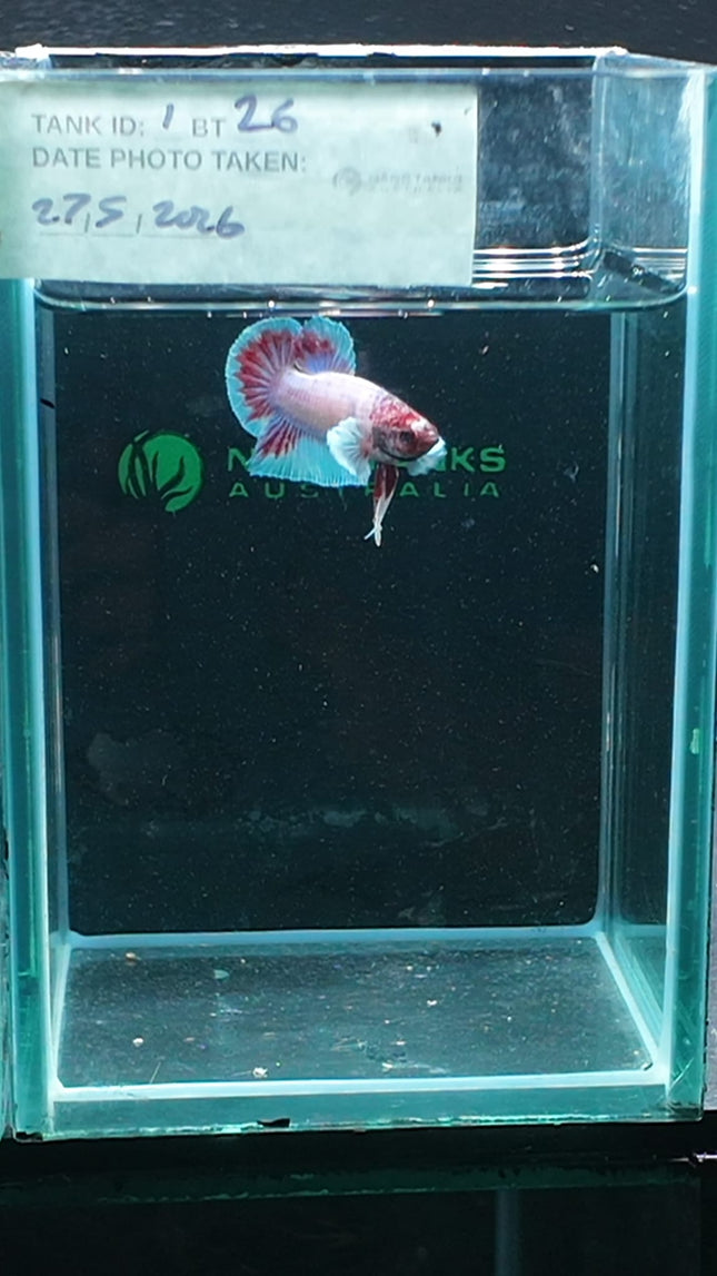 1BT26 - [ARRIVED 27 - MAY - 2026] Halfmoon Plakat Elephant Ear Betta Male - Nano Tanks Australia