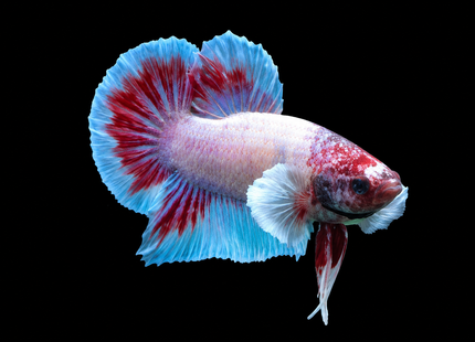 1BT26 - [ARRIVED 27-MAY-2026] Halfmoon Plakat Elephant Ear Betta Male - Nano Tanks Australia