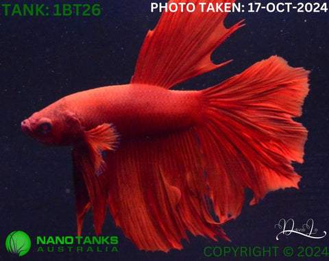 1BT26 - Full Red Halfmoon/Feathertail Betta Male - Nano Tanks Australia Aquarium Shop