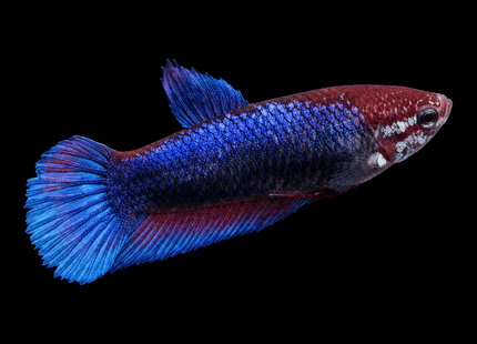 1BT26 - Halfmoon Betta Female - Nano Tanks Australia