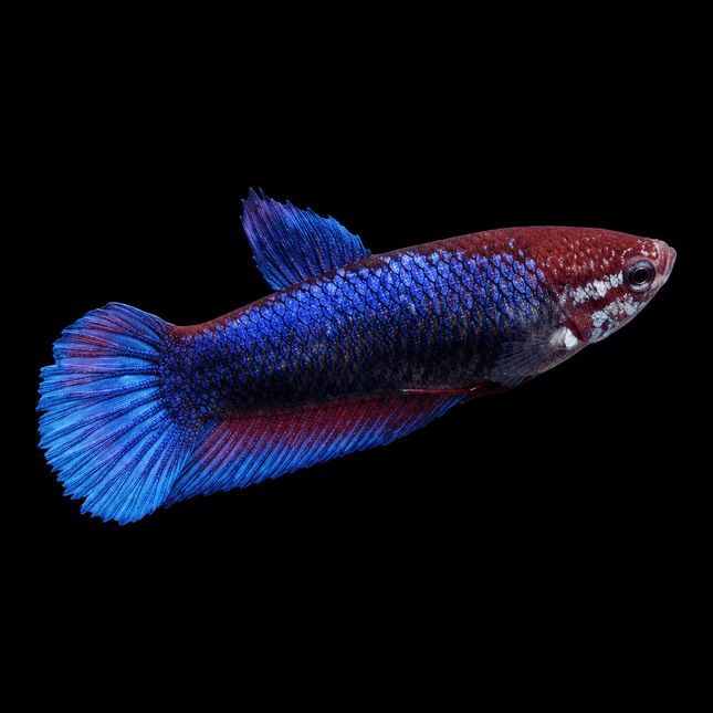 1BT26 - Halfmoon Betta Female - Nano Tanks Australia
