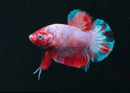 1BT26 - Halfmoon Plakat Male Betta - Nano Tanks Australia