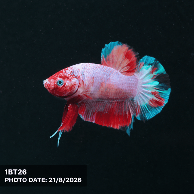 1BT26 - Halfmoon Plakat Male Betta - Nano Tanks Australia