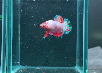 1BT26 - Halfmoon Plakat Male Betta - Nano Tanks Australia