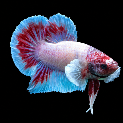 1BT26 - [ARRIVED 27-MAY-2026] Halfmoon Plakat Elephant Ear Betta Male