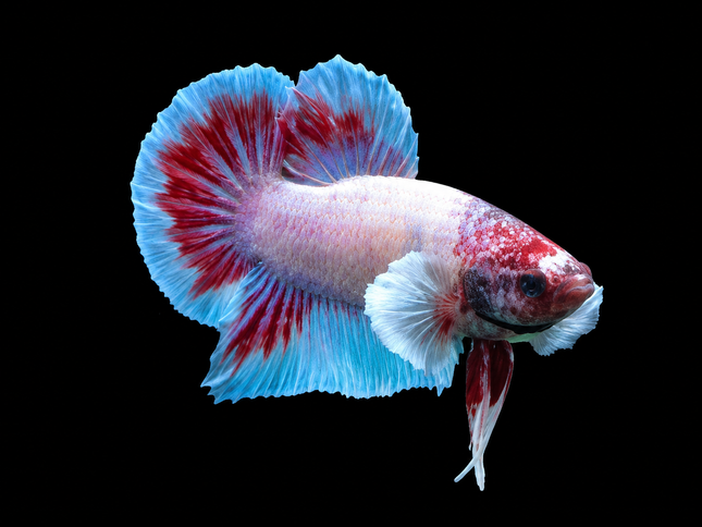 1BT26 - [ARRIVED 27-MAY-2026] Halfmoon Plakat Elephant Ear Betta Male